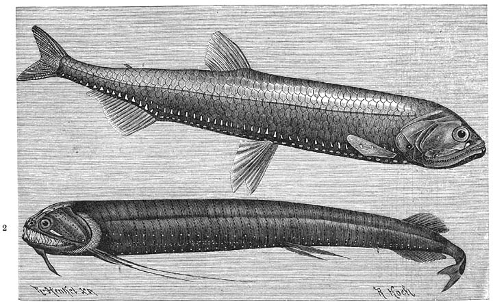 1) Fosforvisch (Photichthys argenteus). ⅓ v. d. ware grootte. 2) Gebaarde Egelbek (Echiostoma barbatum). &frac12; v. d. ware grootte.
