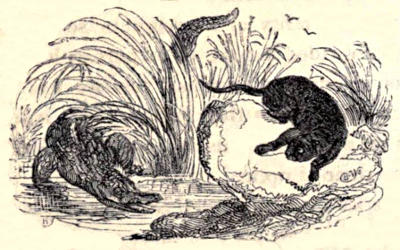 Alligator and some variety of big cat,
each attempting to prey on the other