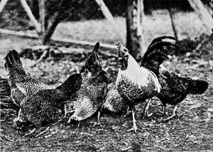 Silberbrackl-H�hner