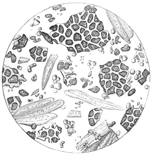 Plate 3

Genuine Ground Coffee.