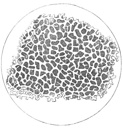 A Fragment of Roasted Coffee, being magnified 140
diameters.