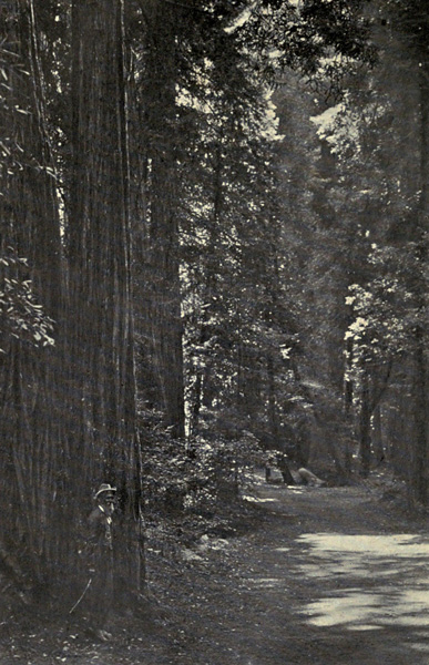 John Muir in Muir
Woods (1909)