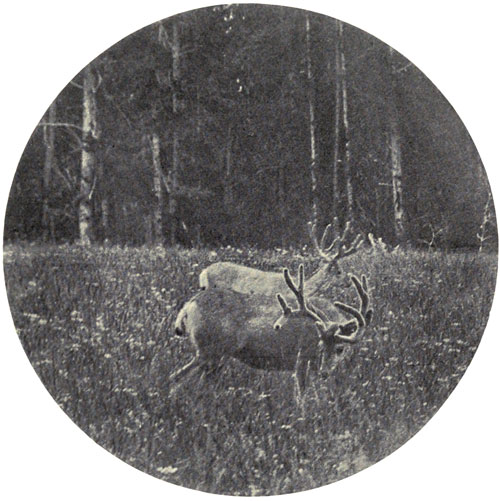 Deer Feeding in the
Forest