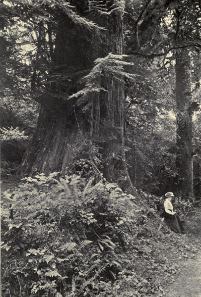 In a Puget
Sound Forest