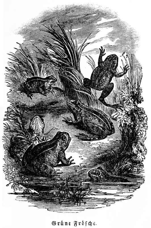 Gr&uuml;ne Fr&ouml;sche.