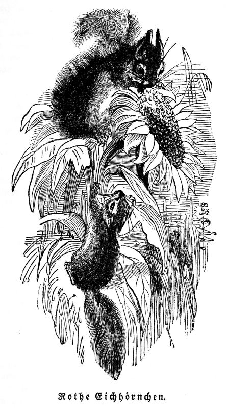 Rothe Eichh&ouml;rnchen.