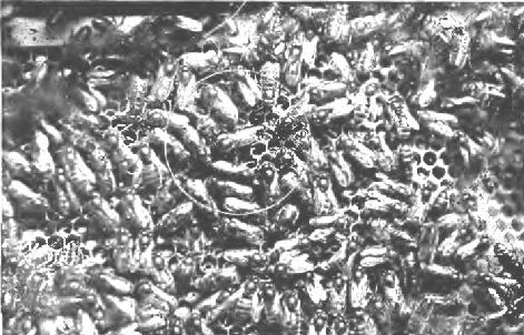 Queen bee in off season, showing that the workers pay her no
special attention when she is not required to lay