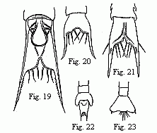 (Figs. 19 to 23.
Tails of the Zoëæ of various Crabs. Fig. 19. Pinnotheres. Fig. 20. Sesarma.
Fig. 21. Xantho. Fig. 22 and 23 of unknown origin. 