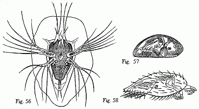 (Fig. 56. Nauplius of
Sacculina purpurea, shortly before the second moult, magnified 180 diam. We may
recognise in the first pair of feet the future adherent feet, and in the
abdomen six pairs of natatory feet with long setæ. Fig. 57. Pupa of a Balanide
(Chthamalus ?), magnified. The adherent feet are retracted within the rather
opaque anterior part of the shell. Fig. 58. Pupa of Sacculina purpurea,
magnified. The filaments on the adherent feet may be the commencements of the
future roots.