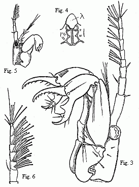 Fig. 3. Head of the ordinary form of the male of Tanais dubius (?) Kr. magnified. The terminal set&aelig; of the second pair of antenn&aelig; project between the cheliferous feet.<br>
Fig. 4. Buccal region of the same from below; lambda, labrum.<br>
Fig. 5. Head of the rarer form of the male, magnified.<br>
Fig. 6. Flagellum of the same, with olfactory filaments, magnified.