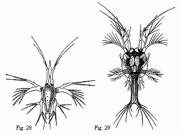 Fig. 28. Nauplius of a Prawn, magnified. Fig. 29. Young Zo&euml;a of the same Prawn, magnified.