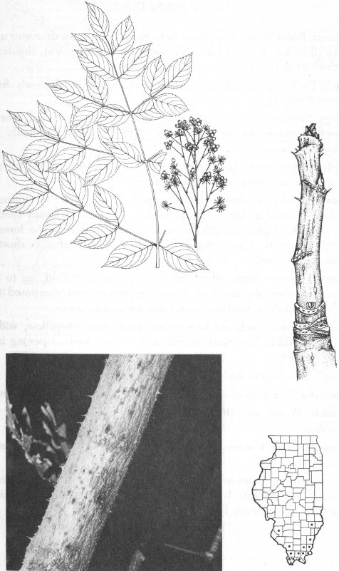 HERCULES&rsquo; CLUB