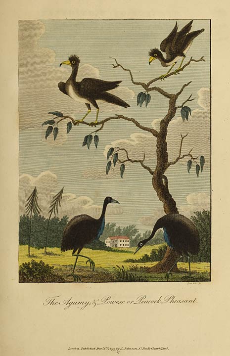 The Agamy & Powese or Peacock Pheasant.