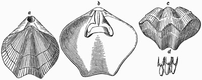 Fig. 544.