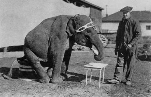 AN ELEPHANT IS THE EASIEST TO TRAIN AND THE HARDEST TO
HANDLE OF ANY MENAGERIE BEAST