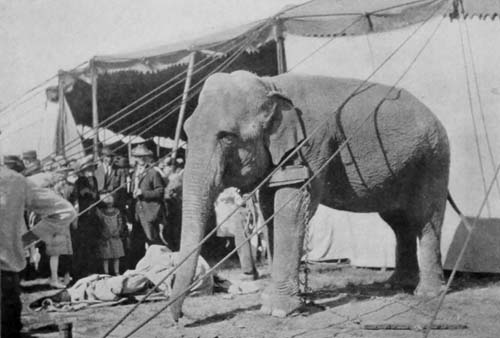 A WORK ELEPHANT WAITING FOR THE CROWDS TO LEAVE THE
CIRCUS GROUNDS, WHEN HIS LABORS WILL BEGIN