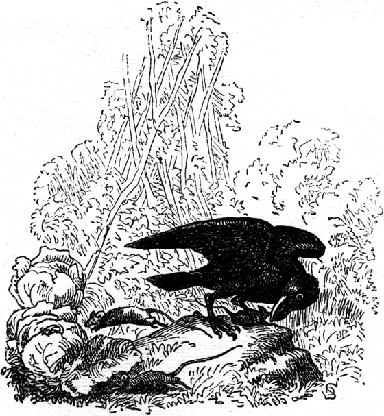 Aus 'Hausmäuschen und
  Feldmäuschen'