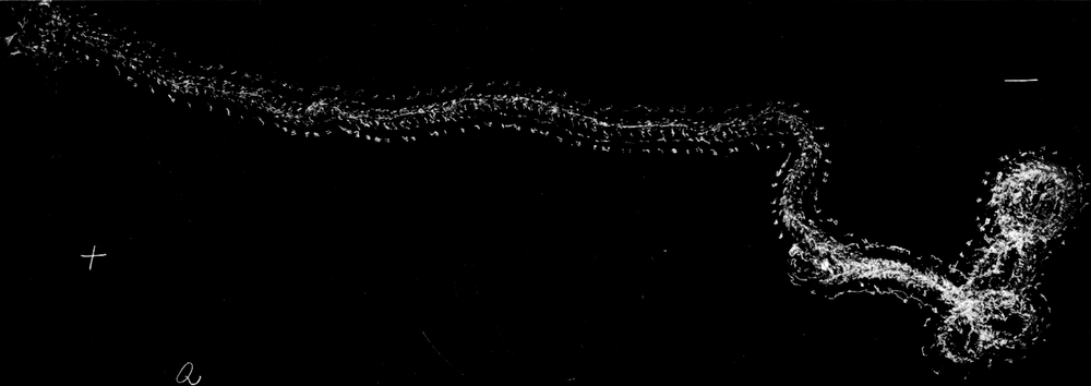 Phototaxisversuch; Lichteinfall
  von links