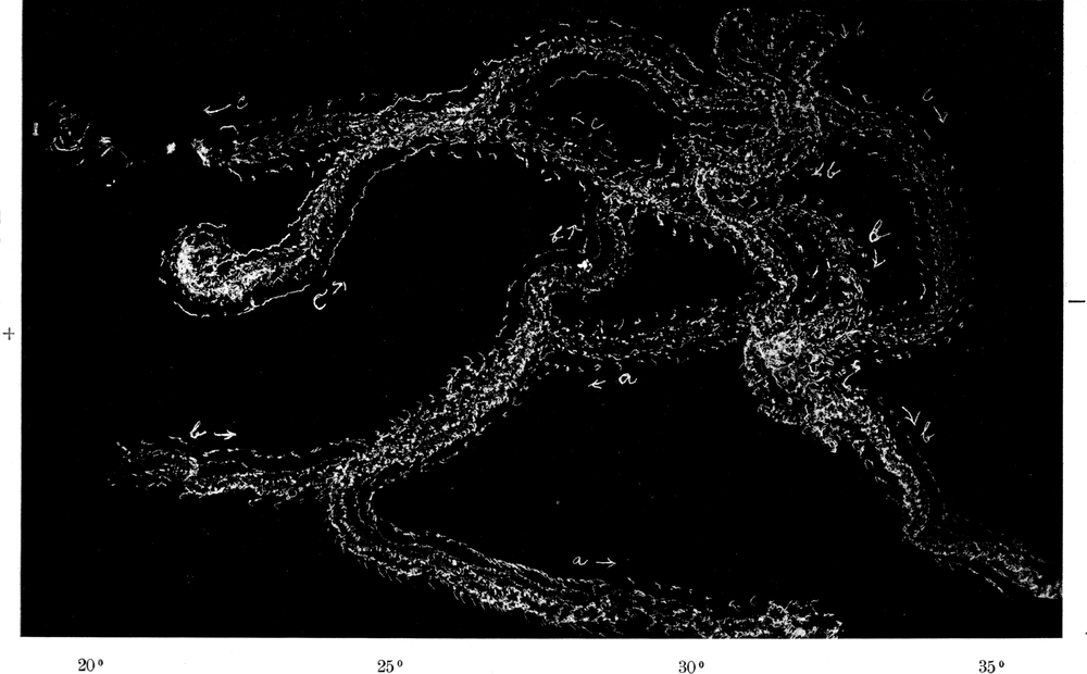 Zusammenwirken von Photo- und
  Thermotaxis, 1 Exemplar
