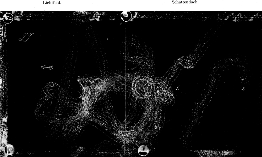 2 Exemplare; schwaches Licht von
  rechts