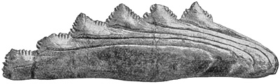 Fig. 99.