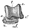 Fig. 615.