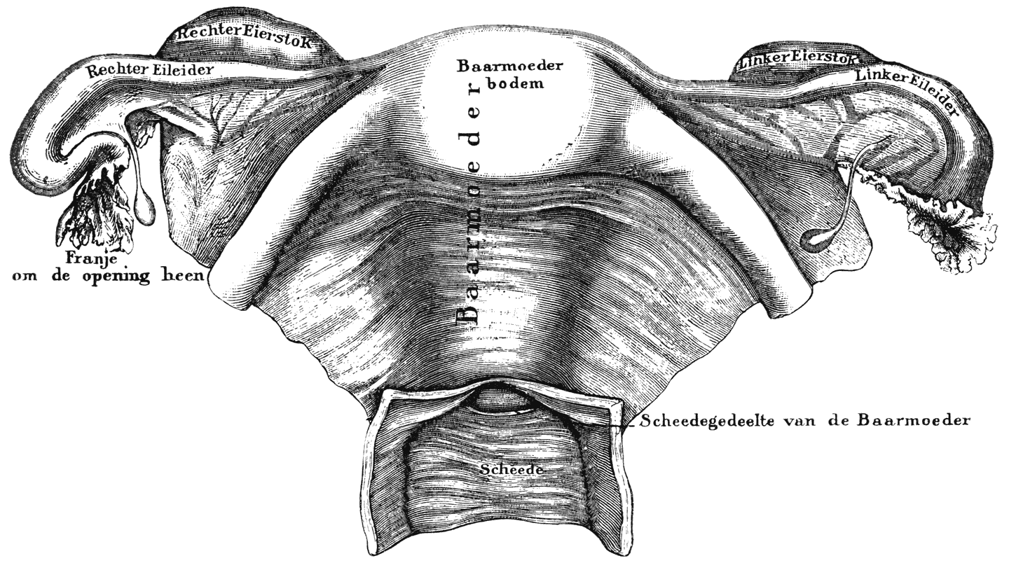 Voorstelling van de inwendige geslachts-organen der vrouw, van de voorzijde gezien.
