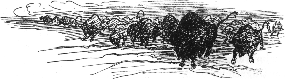 Eine Büffelherde auf den
  Ländereien der Traummenschen