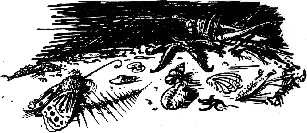 Allerlei Insekten, Muscheln
  und Überreste anderer Tiere am Flussufer