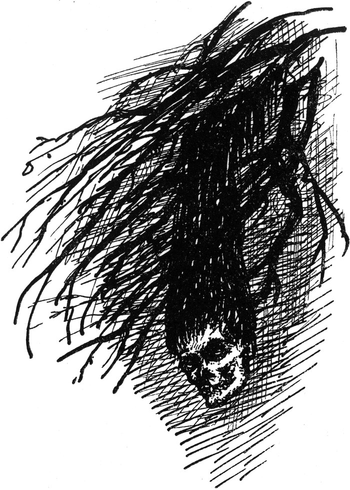 Der Schatz des irrsinnigen
  Brendel