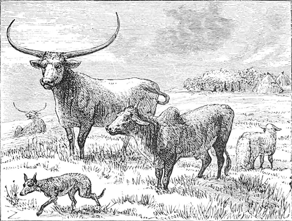 Haustiere aus den
  umliegenden Dörfern