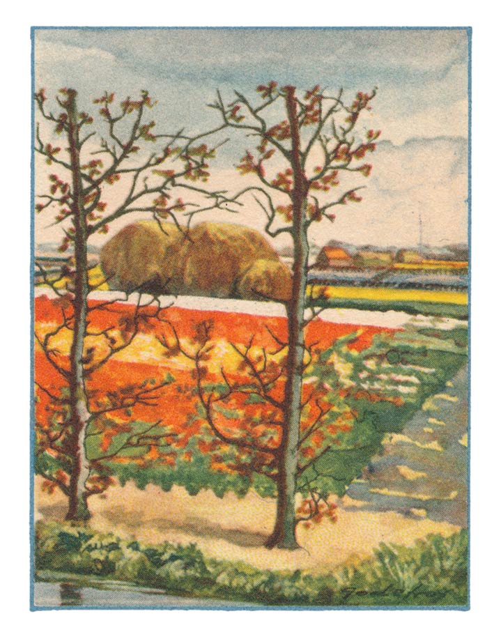 60. HILLEGOM-LISSE, Tulpen