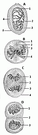 Fig. 11 Indirect or
mitotic cell-division.