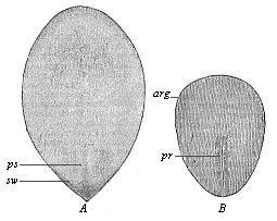 Fig.121. Oval embryonic shield of the
rabbit.