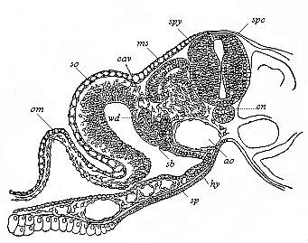 Fig.152. Transverse section of a
duck-embryo with twenty-four primitive segments.