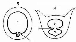 Fig.246. Transverse
section of the branchial gut.