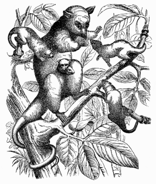 Fig.272. The
crab-eating Opossum (Philander cancrivorus). The female has three young in the
pouch.