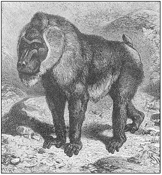 Fig.277. The
drill-baboon (Cynocephalus leucophaeus) (From Brehm.)