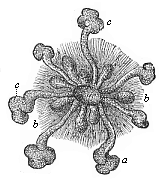 Fig.288. Mammary gland
of a new-born infant.