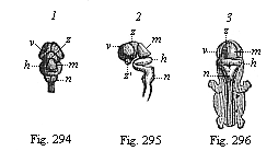 Fig.294. Central marrow
of the human embryo from the seventh week, 4/5 inch long. Fig. 294. The brain
from above. Fig. 295. The brain with the uppermost part of the cord, from the
left. Fig. 296. Back view of the whole embryo: brain and spinal cord exposed.