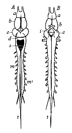 Fig.300. Brain and
spinal cord of the frog.