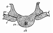 Fig.330. A dorsal vertebra of the same
embryo, in lateral transverse section.
