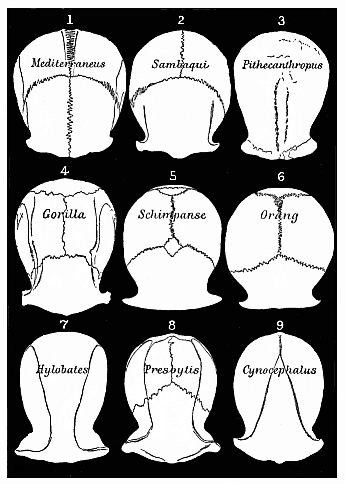 Fig.345. Roofs of the
skulls of nine Primates (Cattarrhines), seen from above and reduced to a common
size.