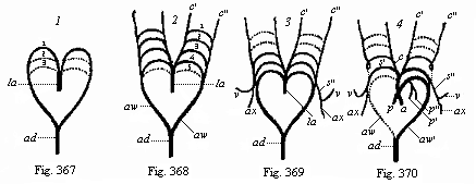 Figs. 367-70.
Metamorphosis of the five arterial arches in the human embryo.