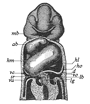 Fig.380. Frontal section
of a human embryo, one-twelfth of an inch long in the neck.
