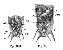 Figs. 400, 401. Original position of the sexual
glands in the ventral cavity of the human embryo (three months old).