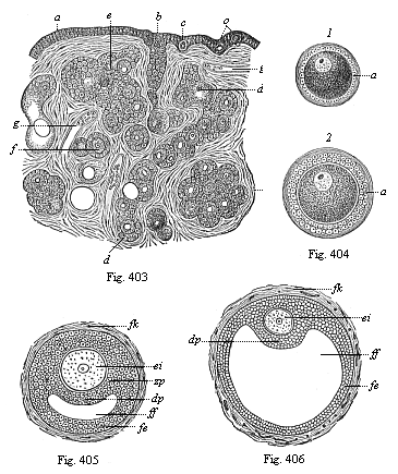 Figs. 403-406. Origin
of human ova in the female ovary.