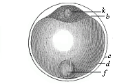 Fig.52. Ovum of a
deep-sea bony fish.