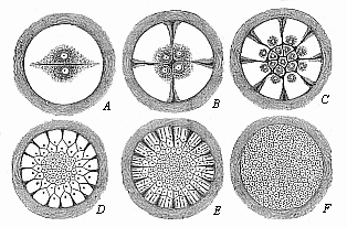 Fig. 57 Diagram of discoid segmentation in
the bird’s ovum.