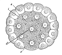 Fig.72. Gastrula of the
placental mammal (epigastrula from the rabbit), longitudinal section through
the axis.